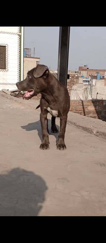 pitbull dog pokect size male available 2