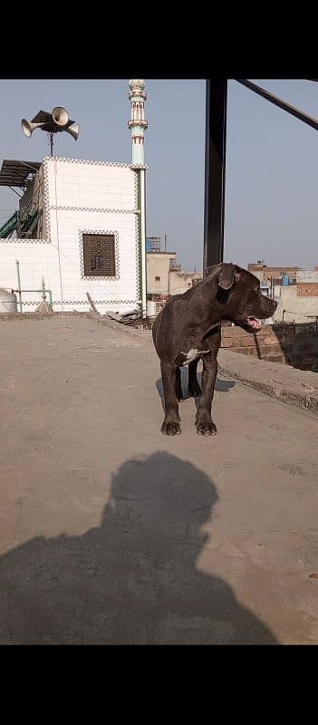 pitbull dog pokect size male available 3