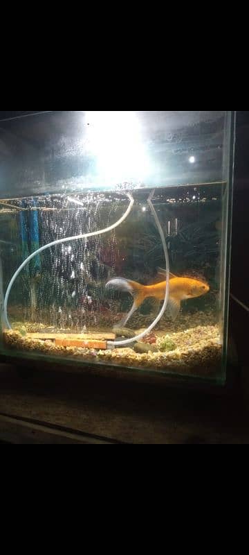 fish equarium  for sale 0