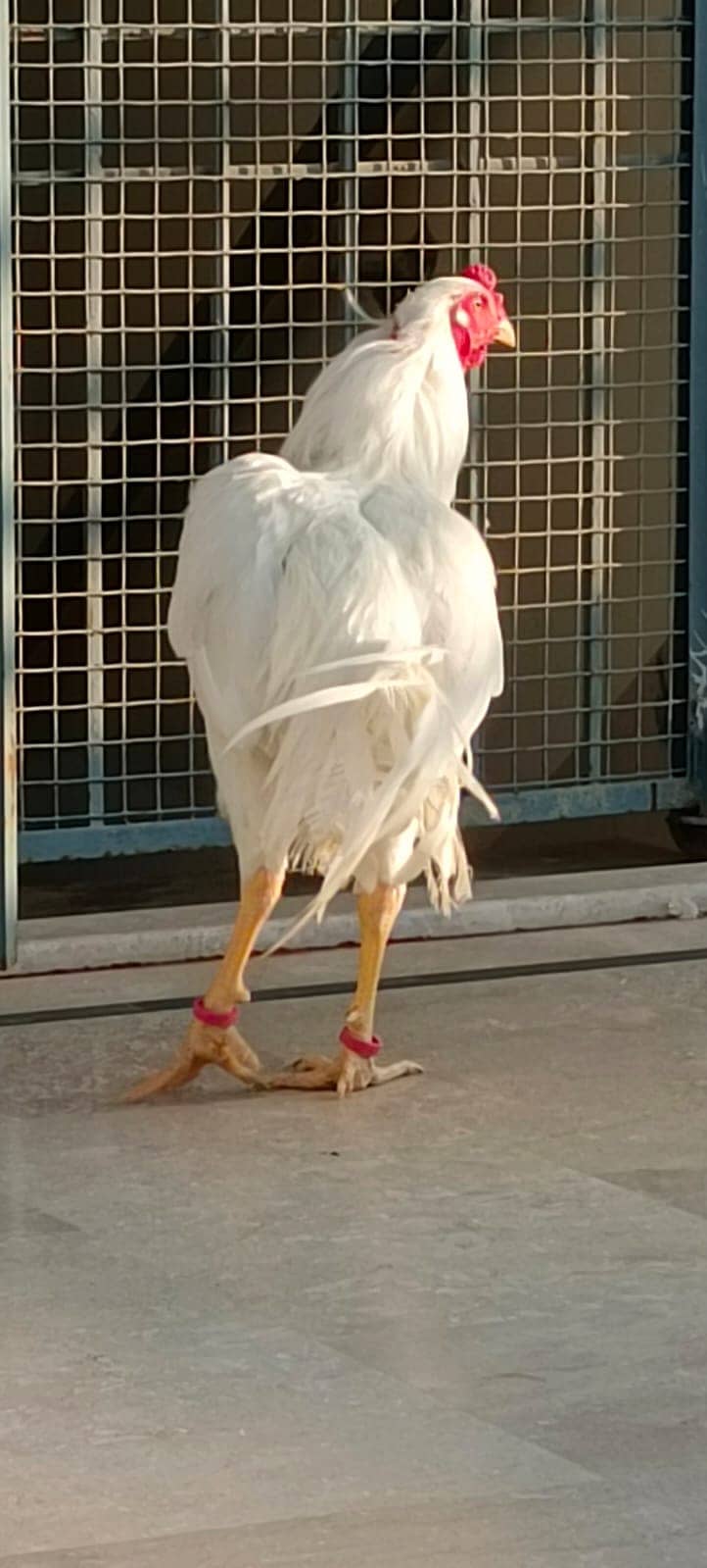 aseel heera breed / pure heera / paper white heera / heera murgha 1