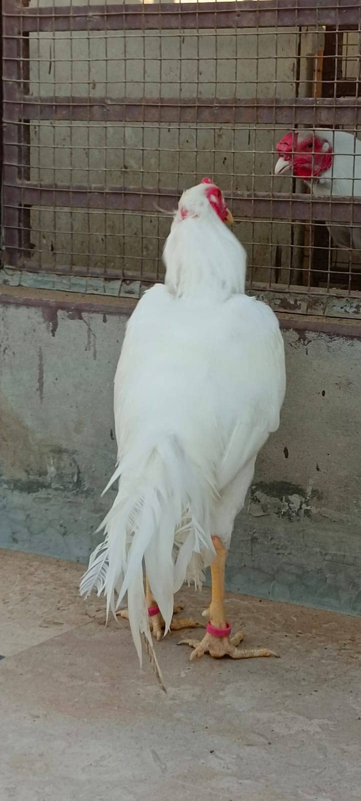 aseel heera breed / pure heera / paper white heera / heera murgha 3