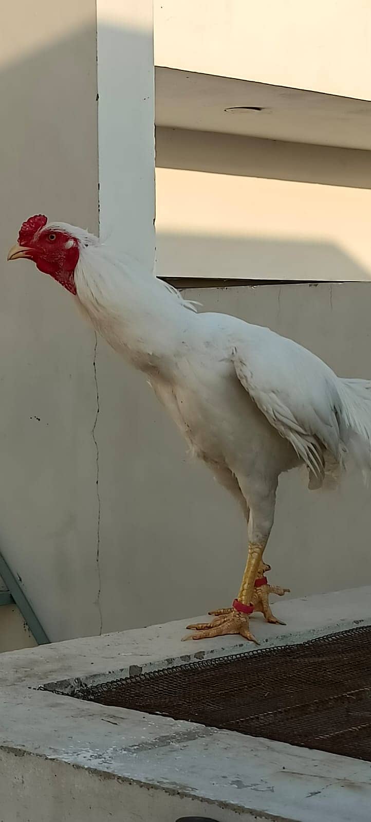 aseel heera breed / pure heera / paper white heera / heera murgha 4