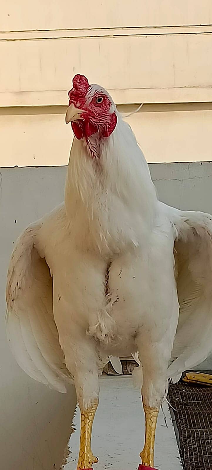 aseel heera breed / pure heera / paper white heera / heera murgha 11