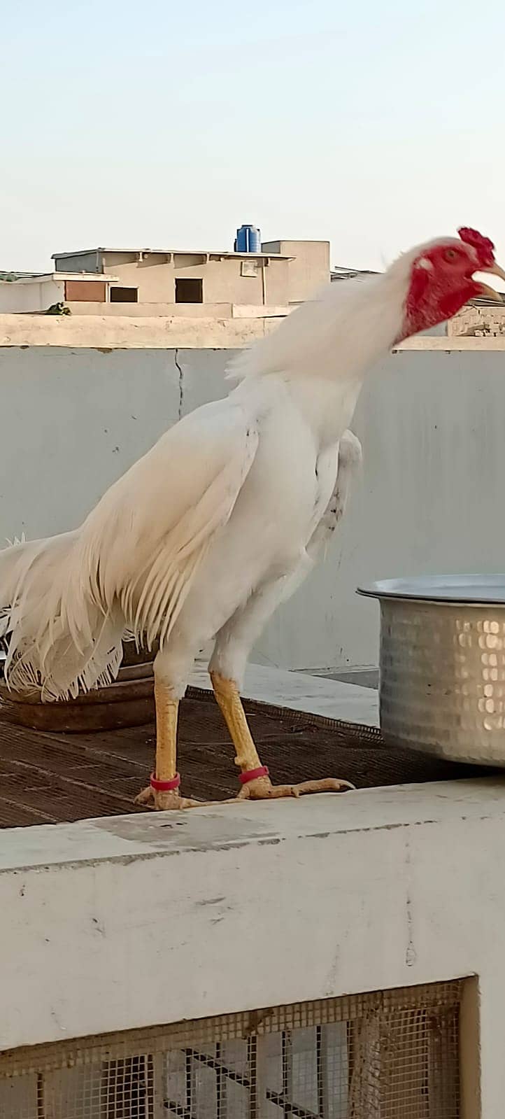 aseel heera breed / pure heera / paper white heera / heera murgha 12