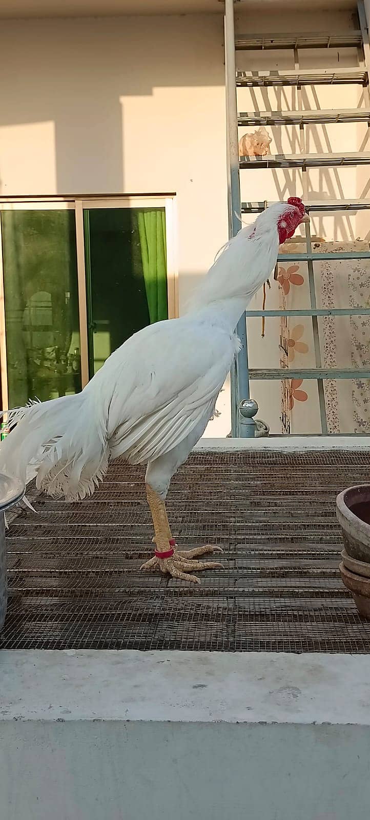 aseel heera breed / pure heera / paper white heera / heera murgha 14