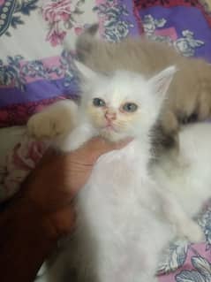 Kittens for sale