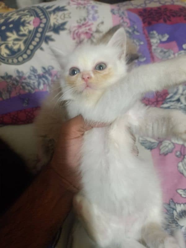 Kittens for sale 1