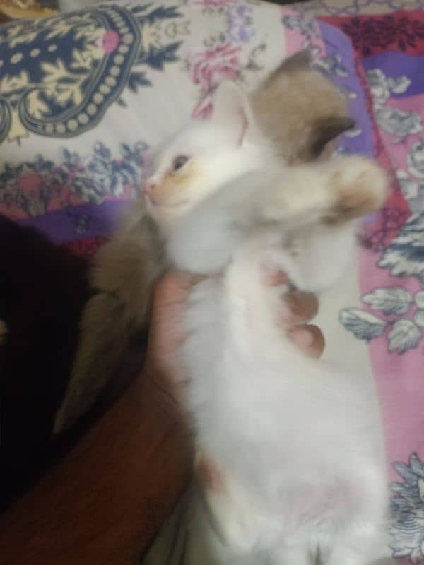 Kittens for sale 2