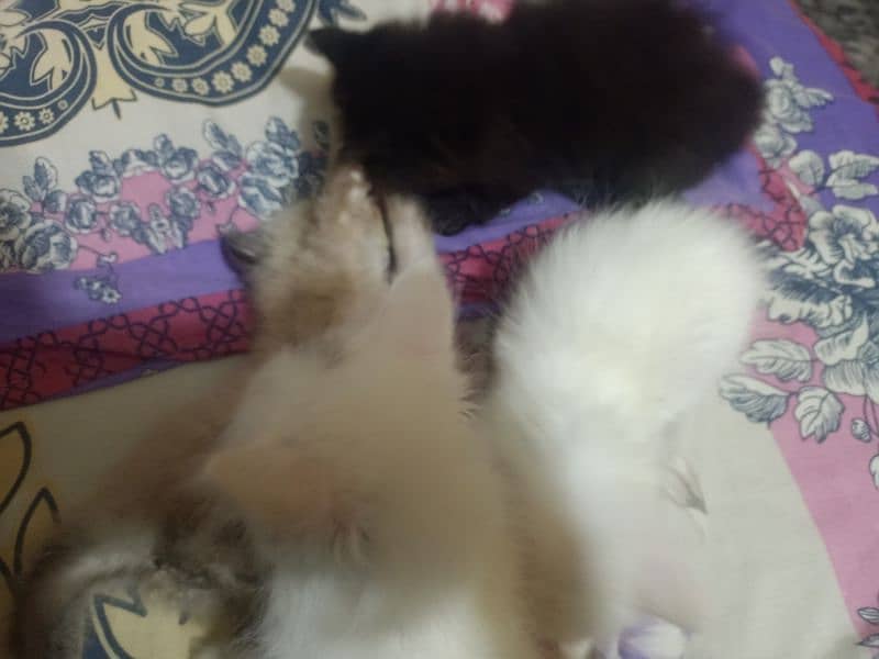 Kittens for sale 5