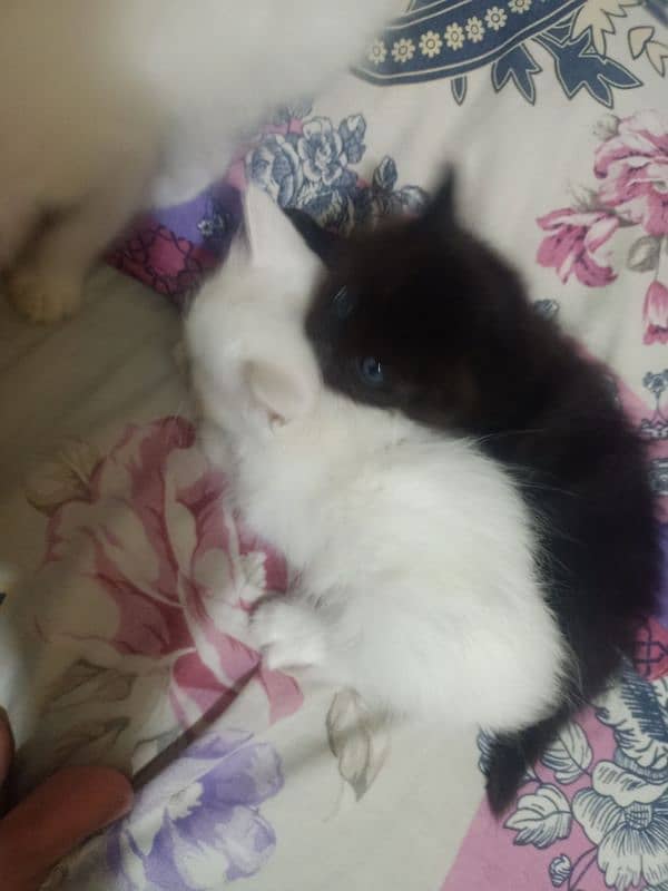 Kittens for sale 6