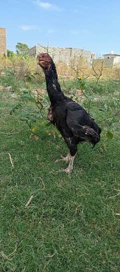 quandari parrot beak female for sale.