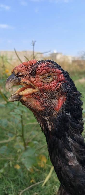 quandari parrot beak female for sale. 2