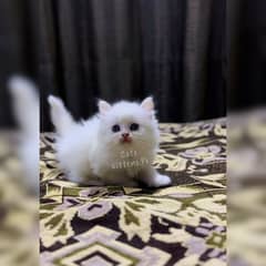 High Quality Kitten Pure Persian Available