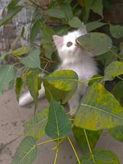 Pure Persian kitten and cats