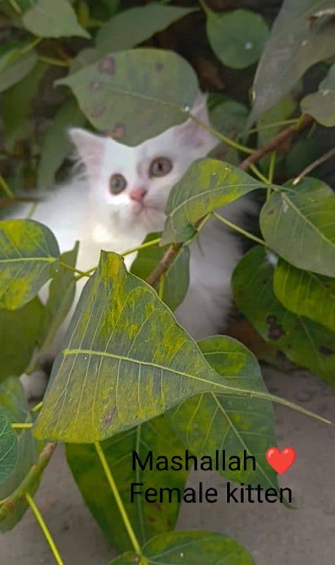 Pure Persian kitten and cats 2