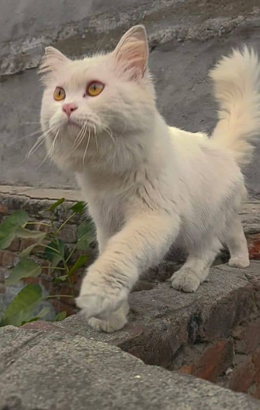 Pure Persian kitten and cats 4