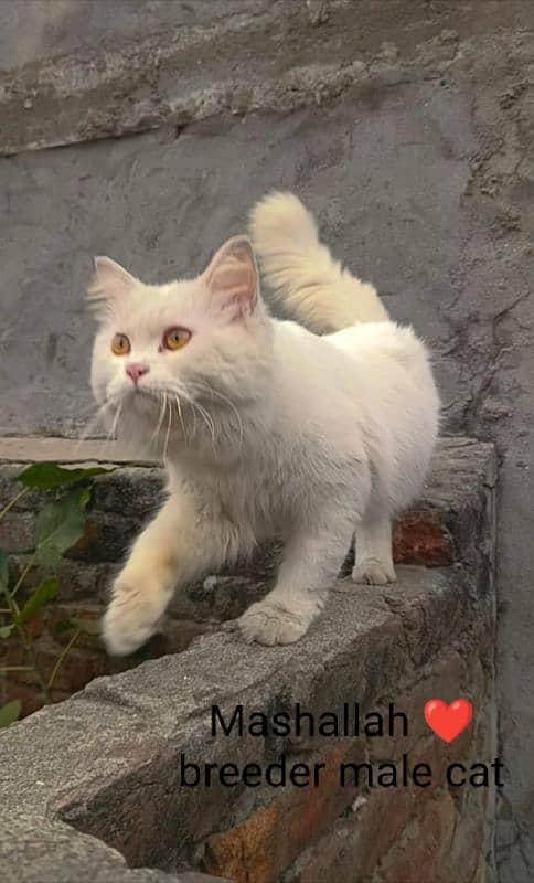 Pure Persian kitten and cats 10