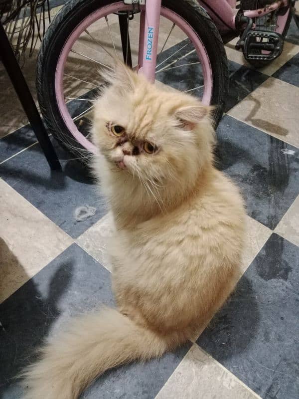 cat (Persian) 0