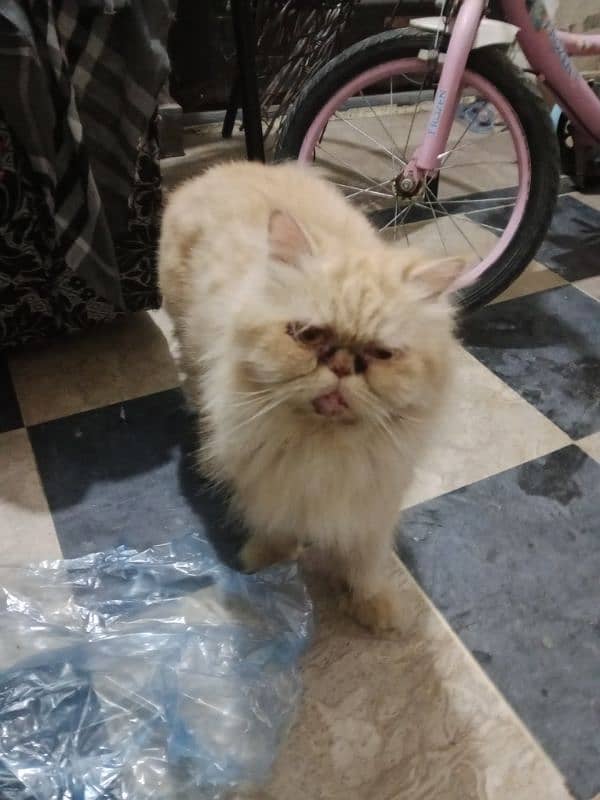 cat (Persian) 3