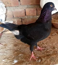 pigeon for sale for 20 thousand