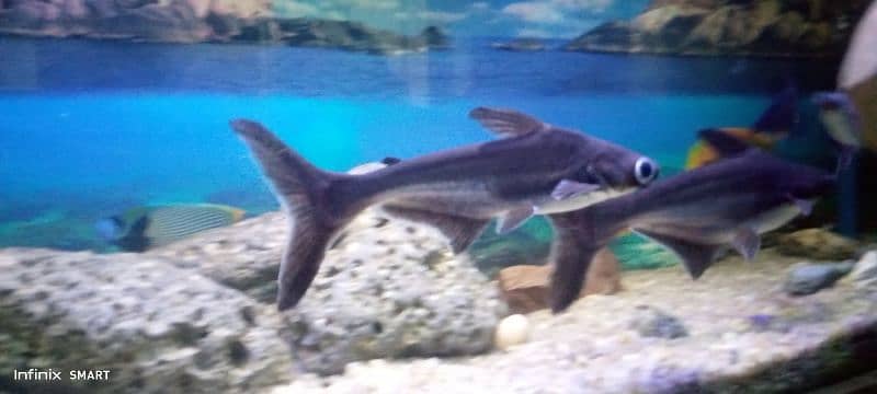 blue line shark 1