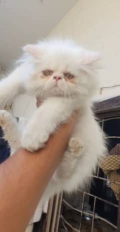 near to piki  kitten for sale