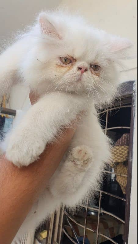 near to piki  kitten for sale 1