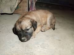 German shepherd puppy female