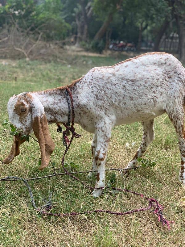 Makhi Chini Bakri 0