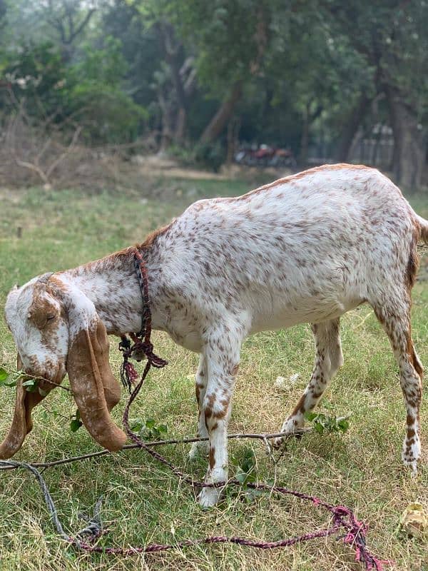 Makhi Chini Bakri 3