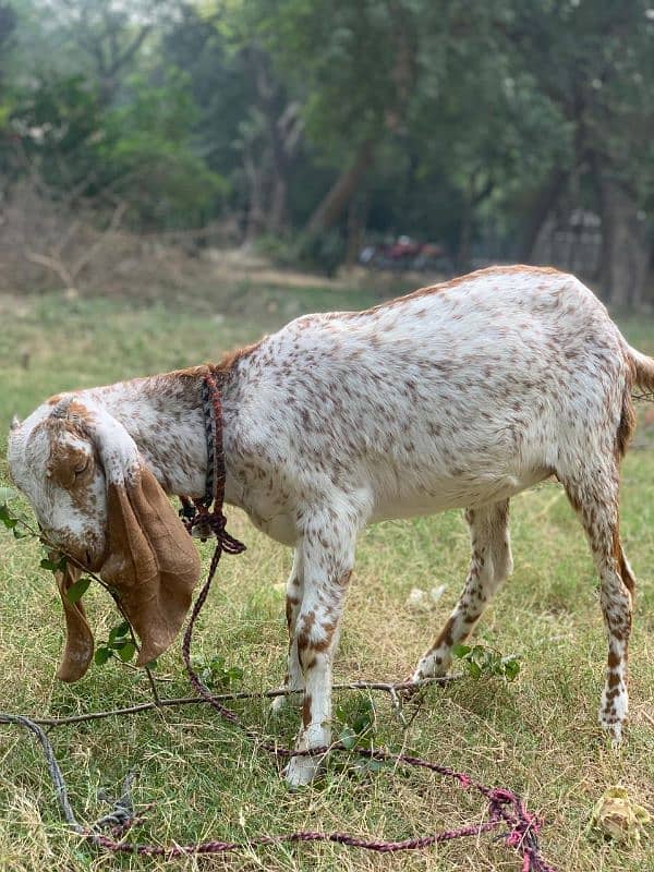 Makhi Chini Bakri 5