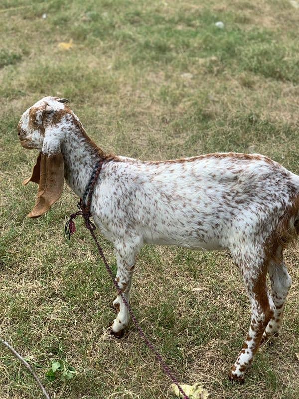 Makhi Chini Bakri 7