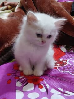 Persian Cat kitten