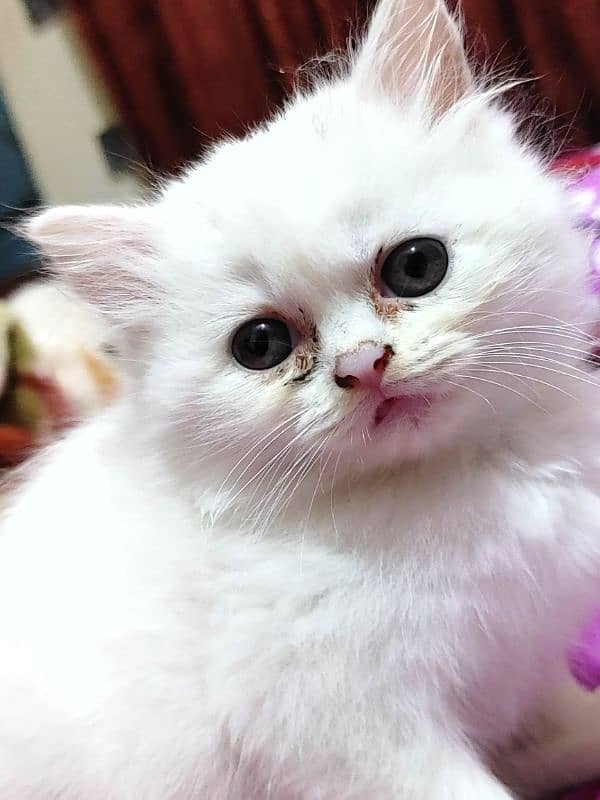 Persian Cat kitten 1