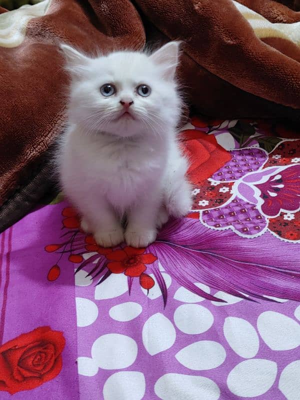 Persian Cat kitten 2