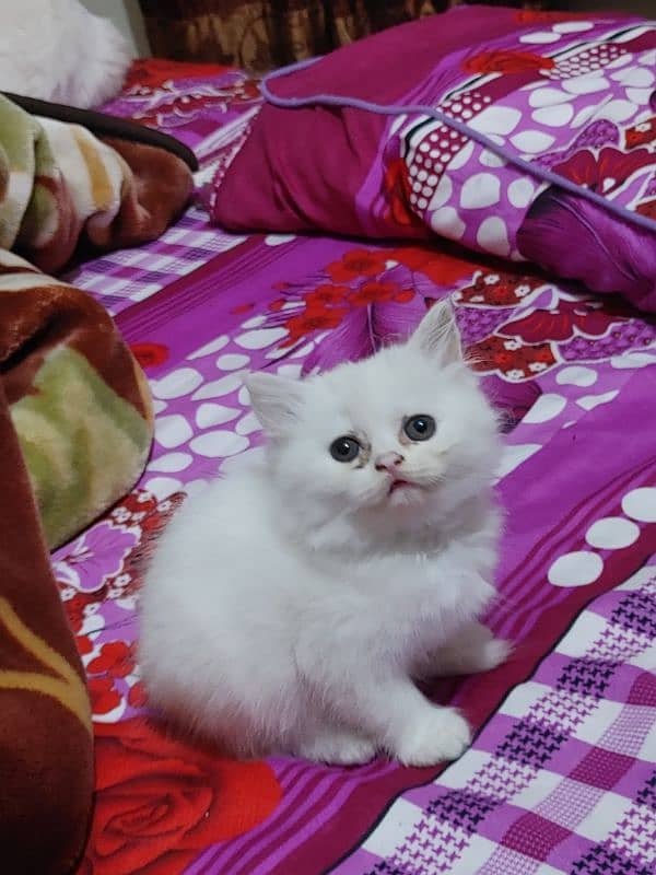 Persian Cat kitten 3