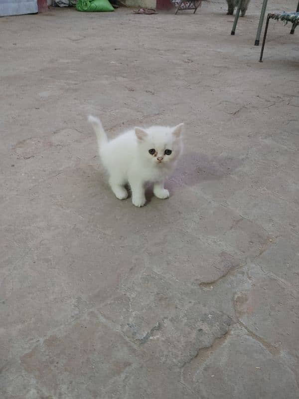 Persian Cat kitten 4