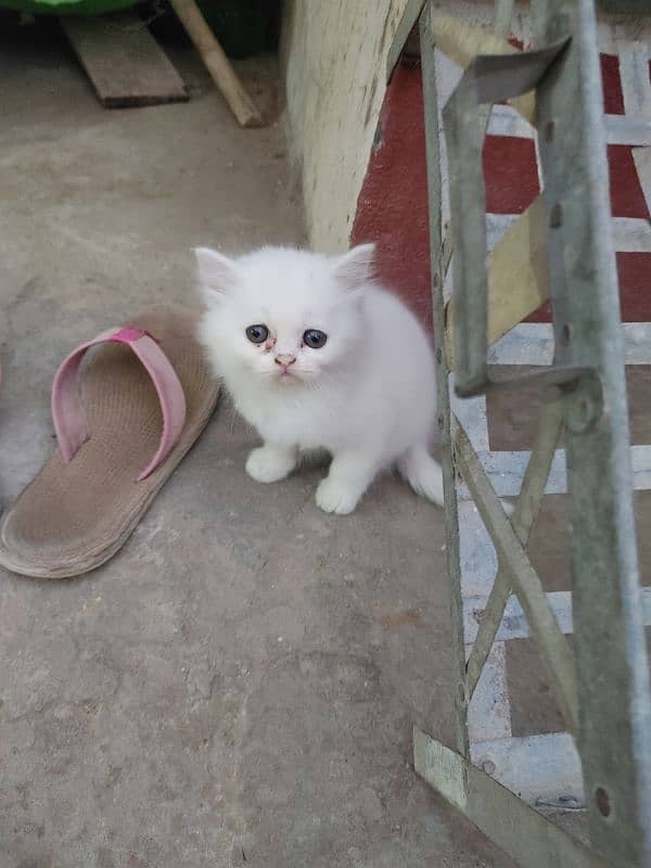 Persian Cat kitten 5