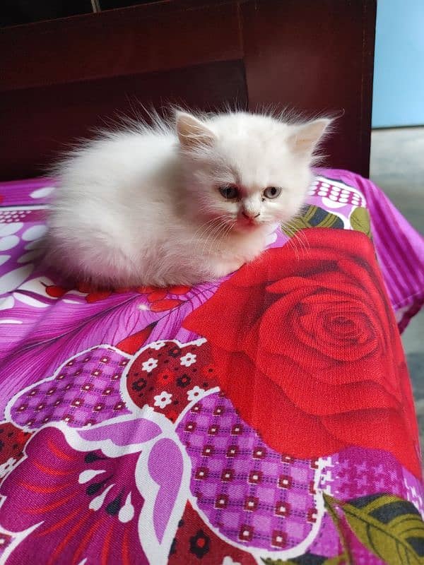 Persian Cat kitten 8