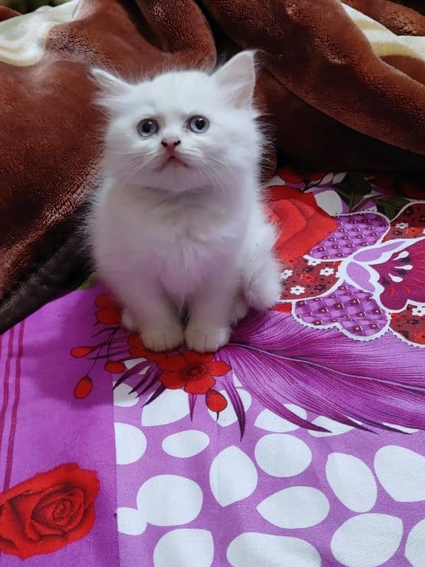 Persian Cat kitten 10