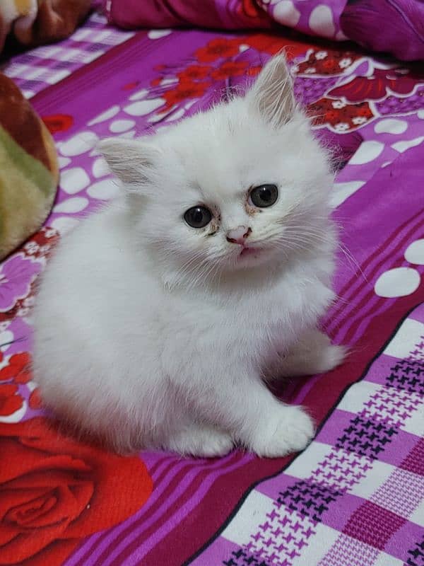 Persian Cat kitten 11