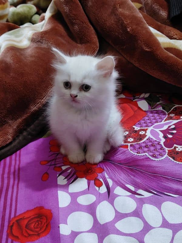 Persian Cat kitten 12