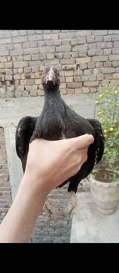 Aseel hen for exchange or sale