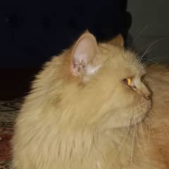 Persian cat