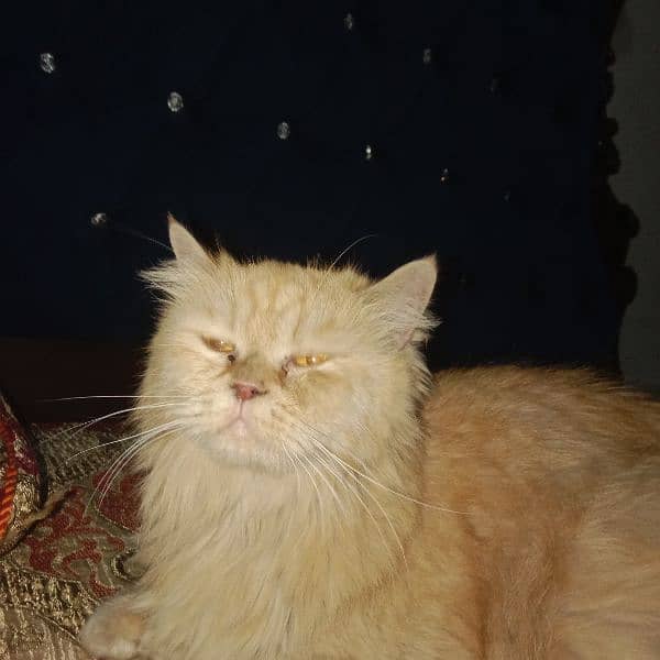 Persian cat 1