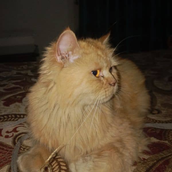 Persian cat 2