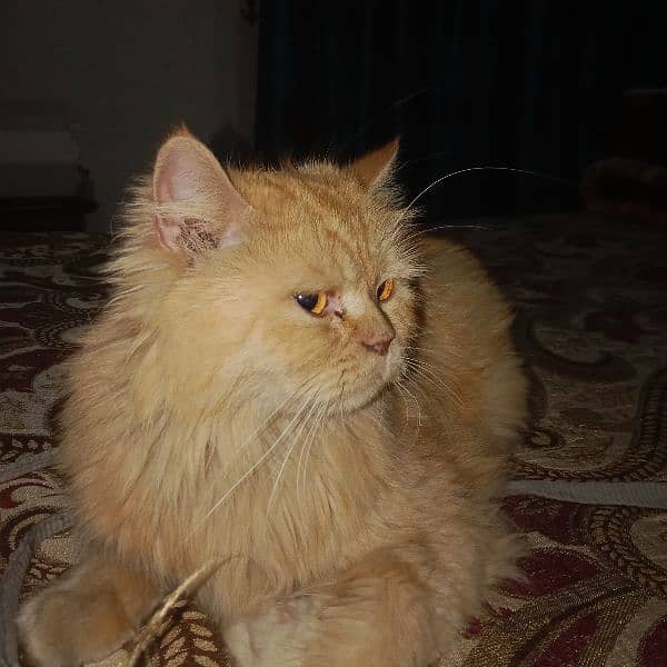 Persian cat 3