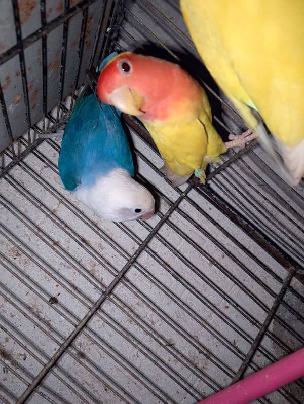 love birds & Bugies for sale 0