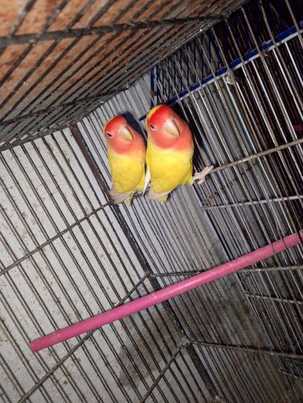 love birds & Bugies for sale 1