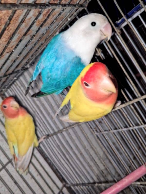 love birds & Bugies for sale 2